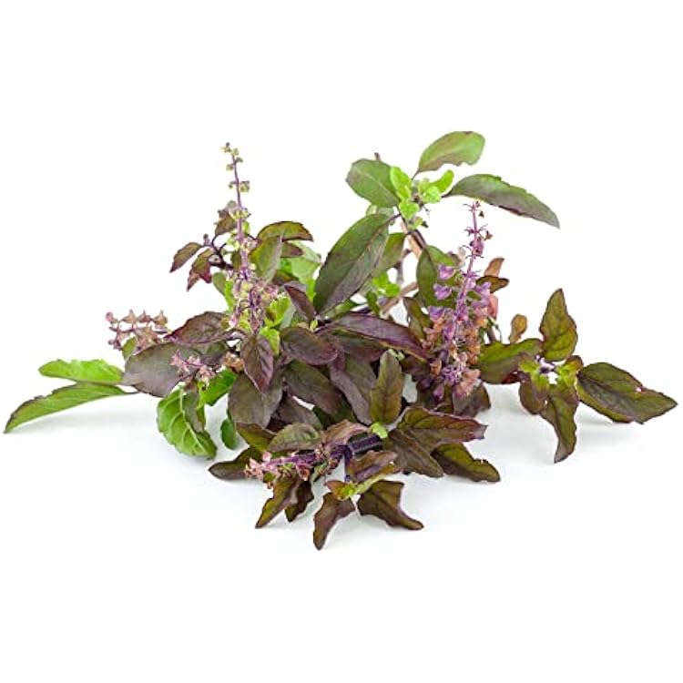 Basil Seeds - Red Leaf Holy Basil - 0.25 Oz ~600 Seeds - Non-GMO, Heirloom - Microgreens & Herb Gardening
