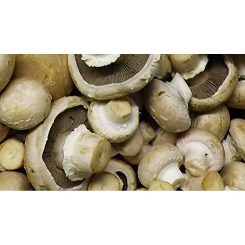 Crimini ~ Portabella ~ Baby Bella Mushroom Growing Kit - Easy to Grow Your own Fresh Mushrooms! Fun for The Whole Family!